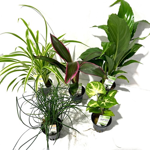 Lot de plantes terrarium A 5x6 pièces